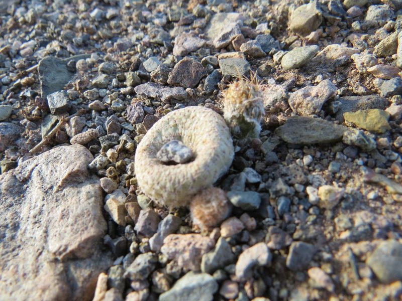 Maihueniopsis clavarioides, photographed by Agustín Zarco