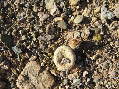 Maihueniopsis clavarioides, photographed by Agustín Zarco