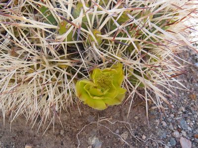 Maihueniopsis glomerata, photographed by Agustín Zarco