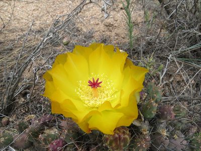Maihueniopsis ovata, photographed by Agustín Zarco