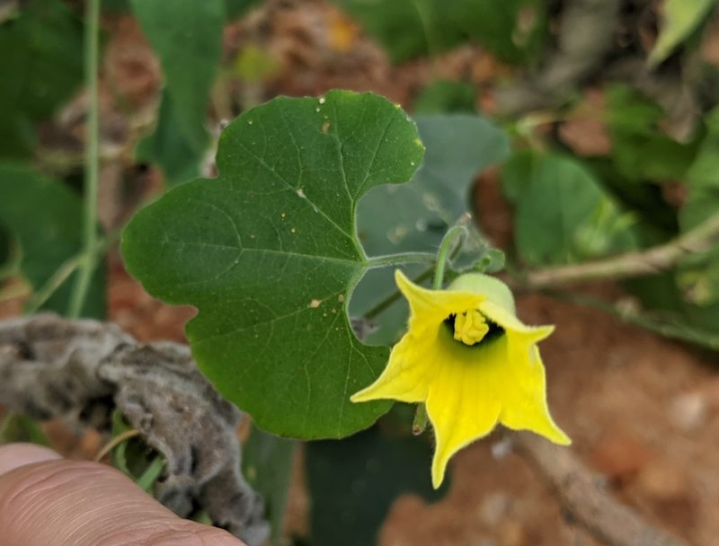 Schizocarpum palmeri, photographed by Lyrae