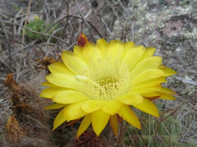 Soehrensia formosa, photographed by Agustín Zarco
