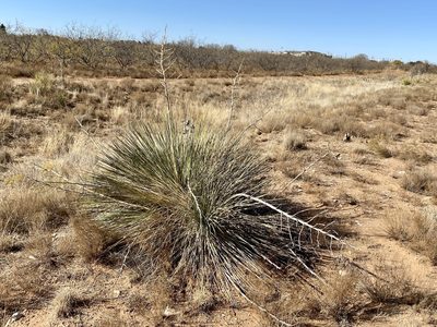 Yucca campestris, photographed by CK2AZ