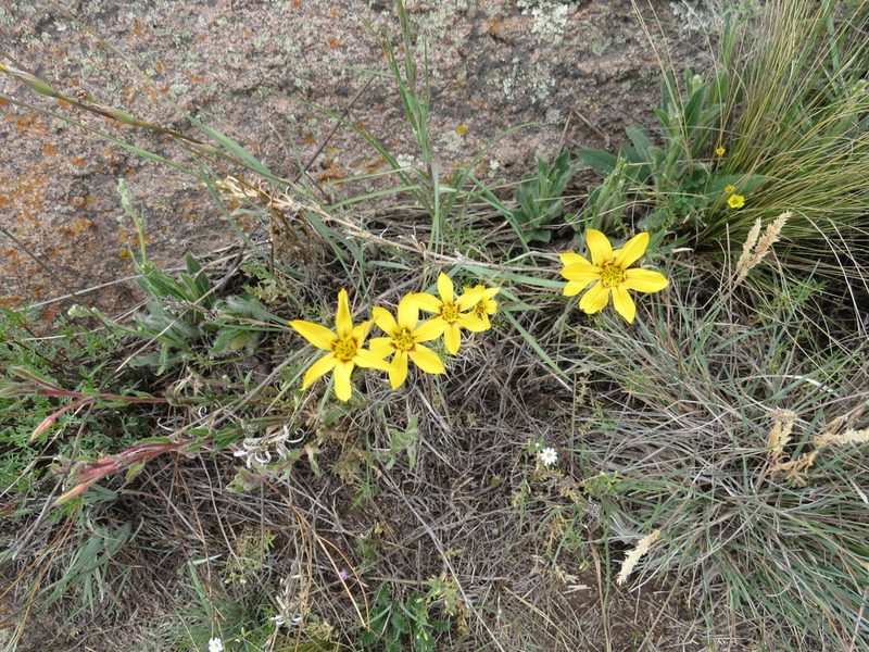 Sisyrinchium macrocarpum, photographed by Agustín Zarco