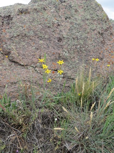 Sisyrinchium macrocarpum, photographed by Agustín Zarco
