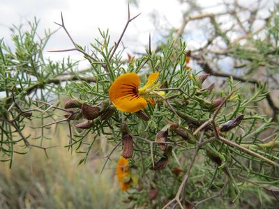 Adesmia pinifolia, photographed by Agustín Zarco