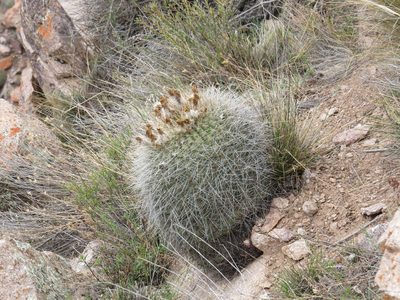 Soehrensia formosa, photographed by Agustín Zarco