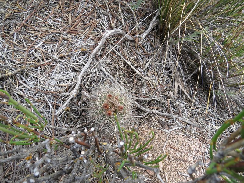 Eriosyce strausiana, photographed by Agustín Zarco