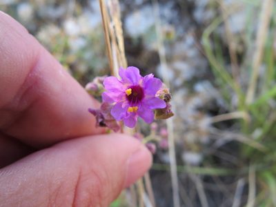 Mirabilis ovata, photographed by Agustín Zarco
