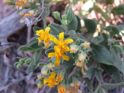 Trixis cacalioides, photographed by Agustín Zarco