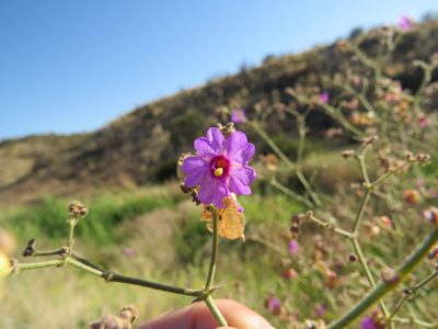 Mirabilis ovata, photographed by Agustín Zarco
