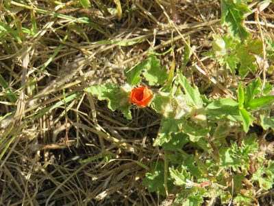 Sphaeralcea miniata, photographed by Agustín Zarco