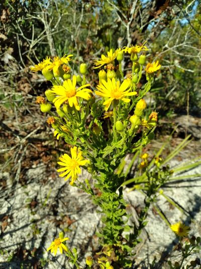 Chrysopsis delaneyi, photographed by Scott Ward