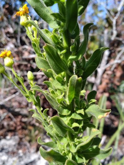Chrysopsis delaneyi, photographed by Scott Ward