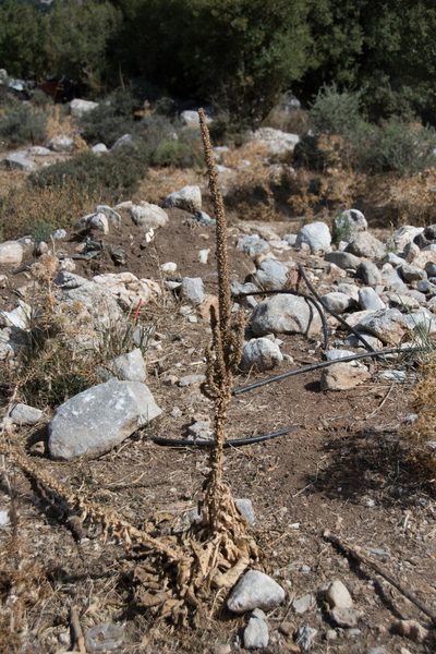 Verbascum macrurum, photographed by Felicia Seichter