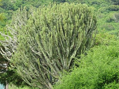 Euphorbia ingens, photographed by Shaun Swanepoel