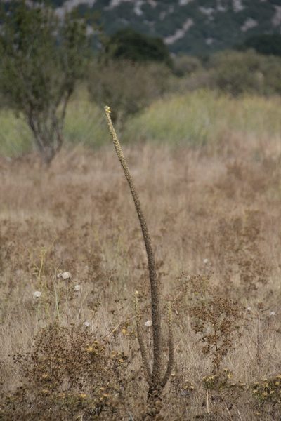 Verbascum macrurum, photographed by Felicia Seichter