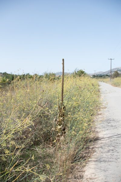 Verbascum macrurum, photographed by Felicia Seichter