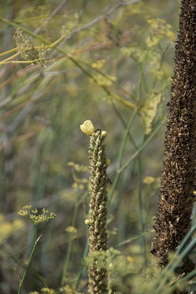 Verbascum macrurum, photographed by Felicia Seichter