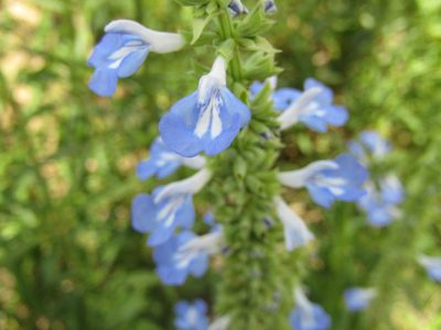 Salvia uliginosa, photographed by Alan demian benadia