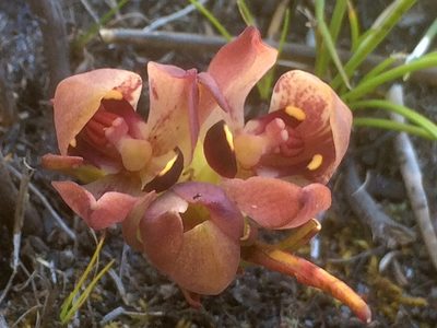 Disa bodkinii, photographed by Klaus Wehrlin