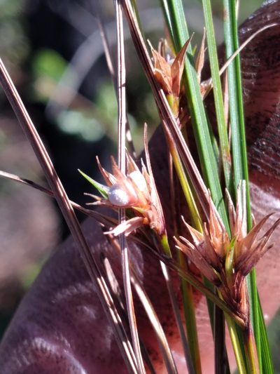 Scleria pauciflora, photographed by Scott Ward