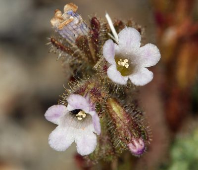 Phacelia mustelina, photographed by Steve Matson