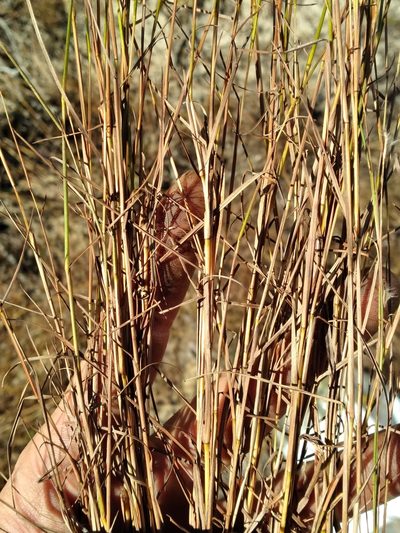 Schizachyrium niveum, photographed by Scott Ward