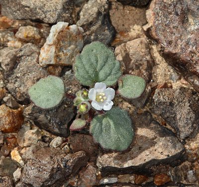 Phacelia neglecta, photographed by Steve Matson