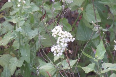 Ageratina herbacea, photographed by CK2AZ