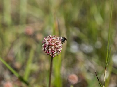 Acaena profundeincisa, photographed by Cara-Lisa Schloots