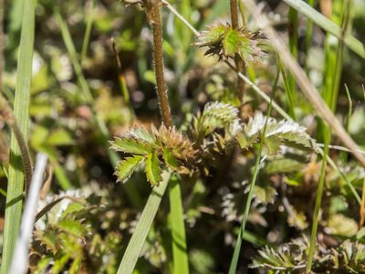 Acaena profundeincisa, photographed by Cara-Lisa Schloots