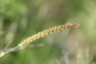 Cenchrus myosuroides, photographed by demianlescano