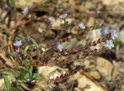 Phacelia pringlei, photographed by Steve Matson