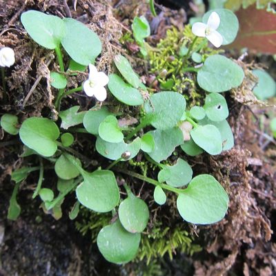 Cardamine corymbosa, photographed by John Steel