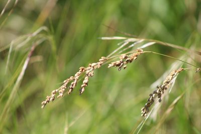 Chascolytrum subaristatum, photographed by demianlescano