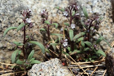 Phacelia quickii, photographed by Steve Matson