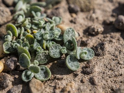 Atriplex buchananii, photographed by Cara-Lisa Schloots