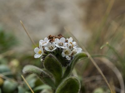 Myosotis rakiura, photographed by Cara-Lisa Schloots