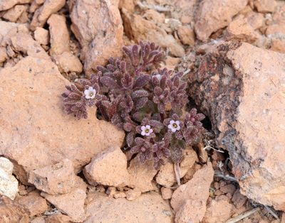 Phacelia saxicola, photographed by Steve Matson