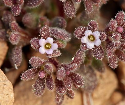 Phacelia saxicola, photographed by Steve Matson