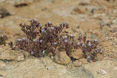 Phacelia saxicola, photographed by Steve Matson