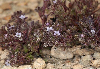 Phacelia saxicola, photographed by Steve Matson