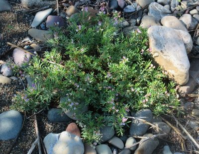 Astragalus vexilliflexus, photographed by John W. Hancock