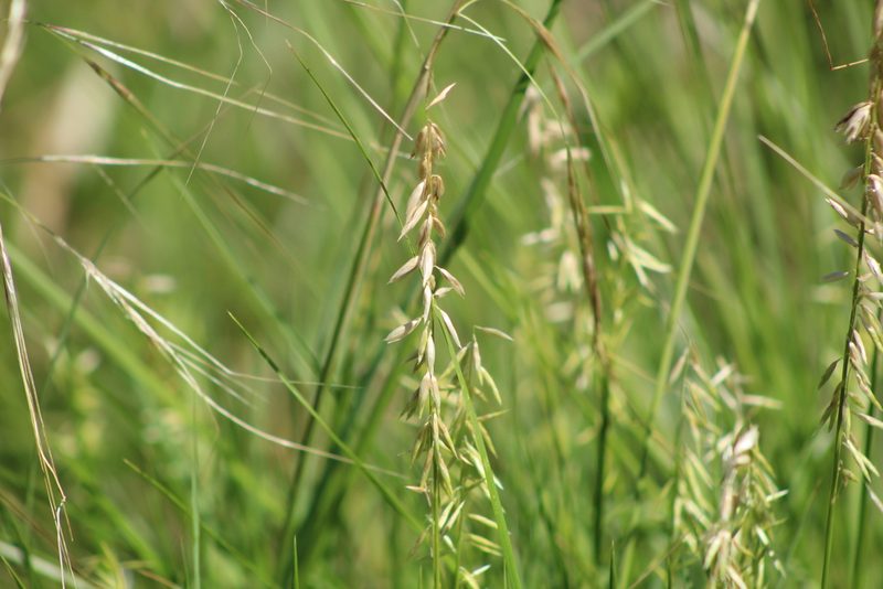 Melica sarmentosa, photographed by demianlescano