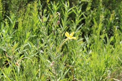 Oenothera affinis, photographed by demianlescano