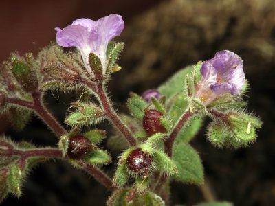 Phacelia vallicola, photographed by Steve Matson