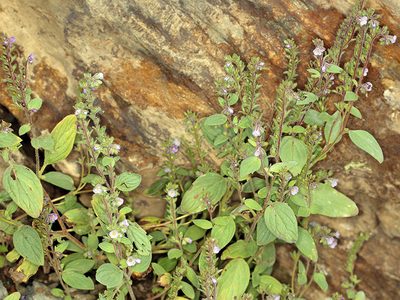 Phacelia vallicola, photographed by Steve Matson