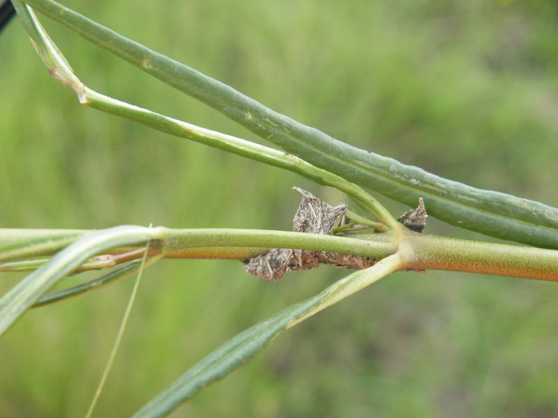 Cordylogyne globosa, photographed by Antoinette Eyssell Knox