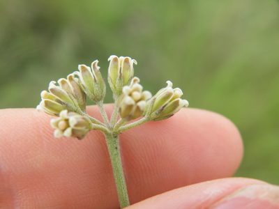 Cordylogyne globosa, photographed by Antoinette Eyssell Knox